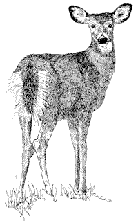 black and white line drawing of a doe whitetail deer