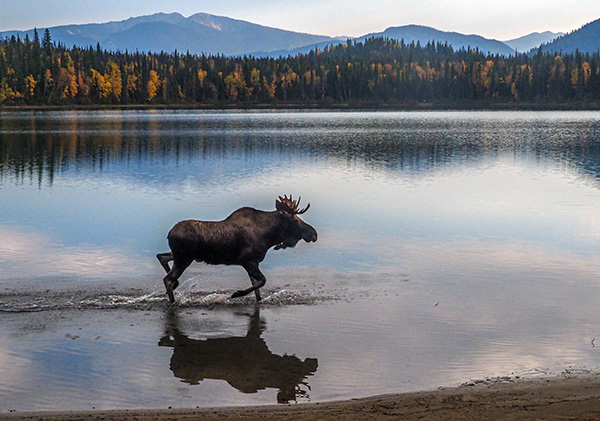 Moose walking in a lake