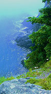 View of water and tree