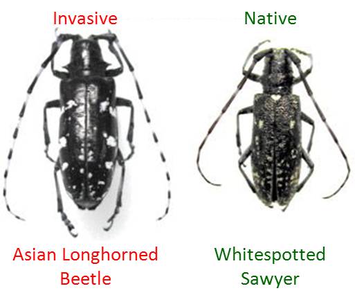 Asian Longhorn Beetle In Nys Porn Pics And Moveis