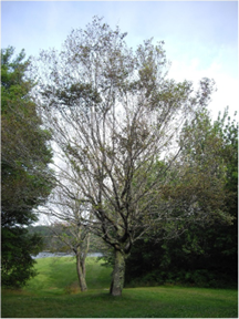 Crown defoliation of beech in Nova Scotia (Photo credit: J. Sweeney)