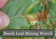 Beech leaf mining weevil larval damage  Photo: NRCan