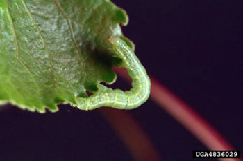 Bruce Spanworm Larva Photo: E. Bradford Walker, Vermont Department of Forests, Parks and Recreation, Bugwood.org
