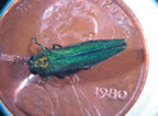 Emerald ash borer adult.  Photo: Howard Russell, MSU www.bugwood.org
