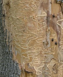 S-shaped Galleries created by EAB larval feeding.  Photo: Maine Department of Agriculture
