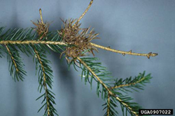 Eastern Spruce Gall Adelgid Damage