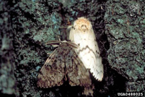 Gypsy Moth Adults (Male & Female)