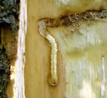 Emerald ash borer larva in larval gallery, exposed when bark was removed.