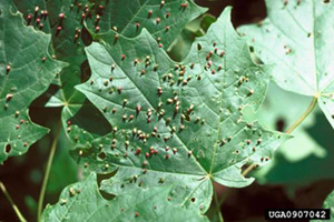 Maple bladder gall mite damage.  Photo:  Ronald S. Kelley, Vermont Department of Forest, Parks and Recreation, Bugwood.org