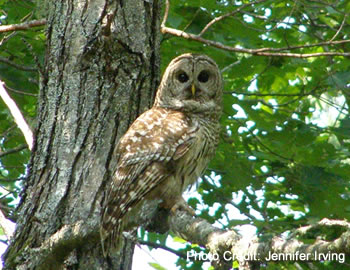 Barred owl in tree.