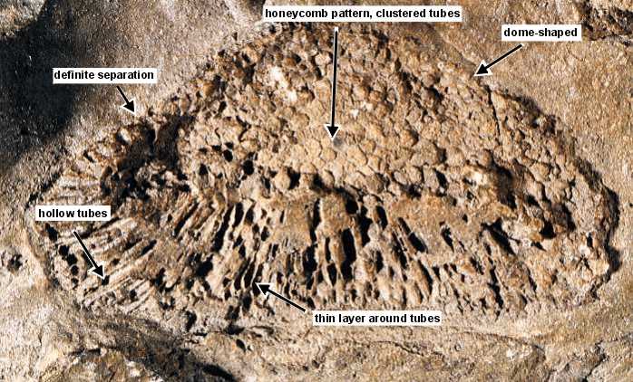 annotated fossil photo