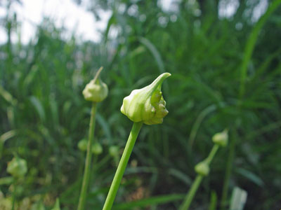 Photo: Wild Garlic