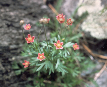 Photo: Cut-leaved anemone in flower