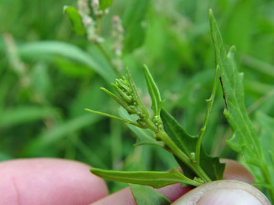 Photo: Coast-blite goosefoot