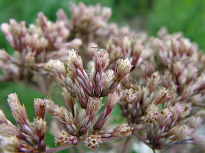 Photo: Eupatorium fistulosum flowers