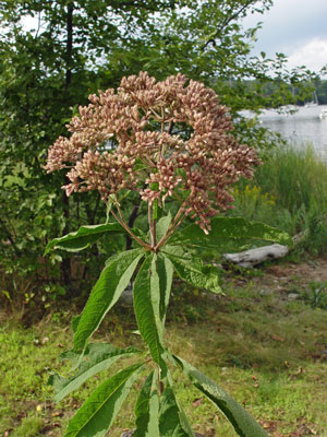 Photo: Eupatorium fistulosum