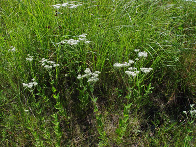 Photo: Eupatorium rotundifolium