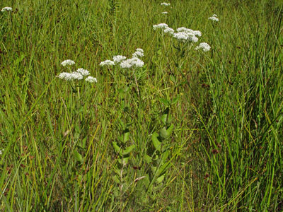 Photo: Eupatorium rotundifolium