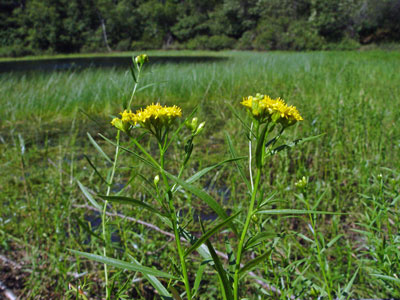 Photo: Euthamia tenuifolia