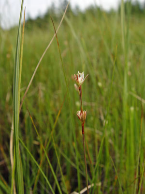 Photo: Juncus stygius