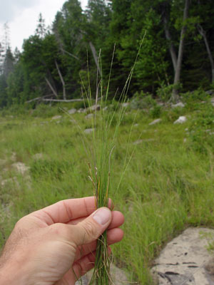 Photo: Muhlenbergia richardsonis