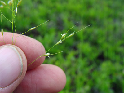 Photo: Piptatherum canadensis