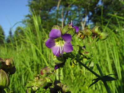 Photo: Jacob's Ladder