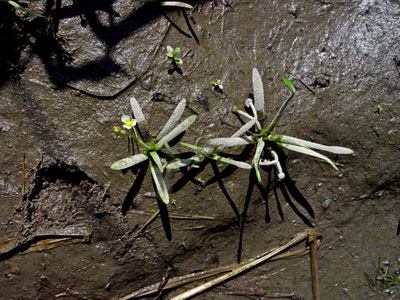 Photo: Sagittaria calycina