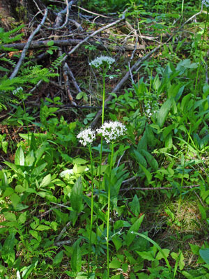 Photo: Valeriana uliginosa