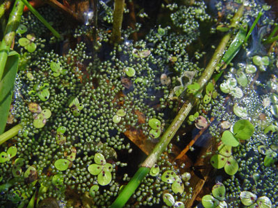 Photo: Wolffia columbiana with Duckweeds Spirodela polyrhiza and Lemna minor