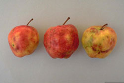 apple maggot damage on apples