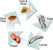 flea life cycle chart