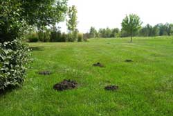 dirt mounds created by moles