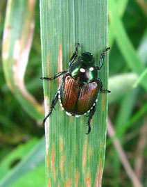 Japanest beetle with winsome fly eggs