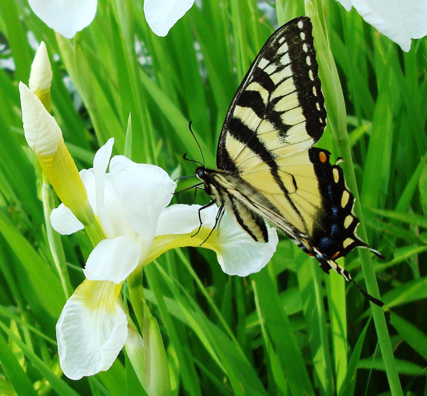 Swallowtail butterfly on white iris