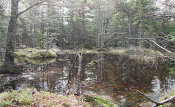 Picture of a vernal pool.