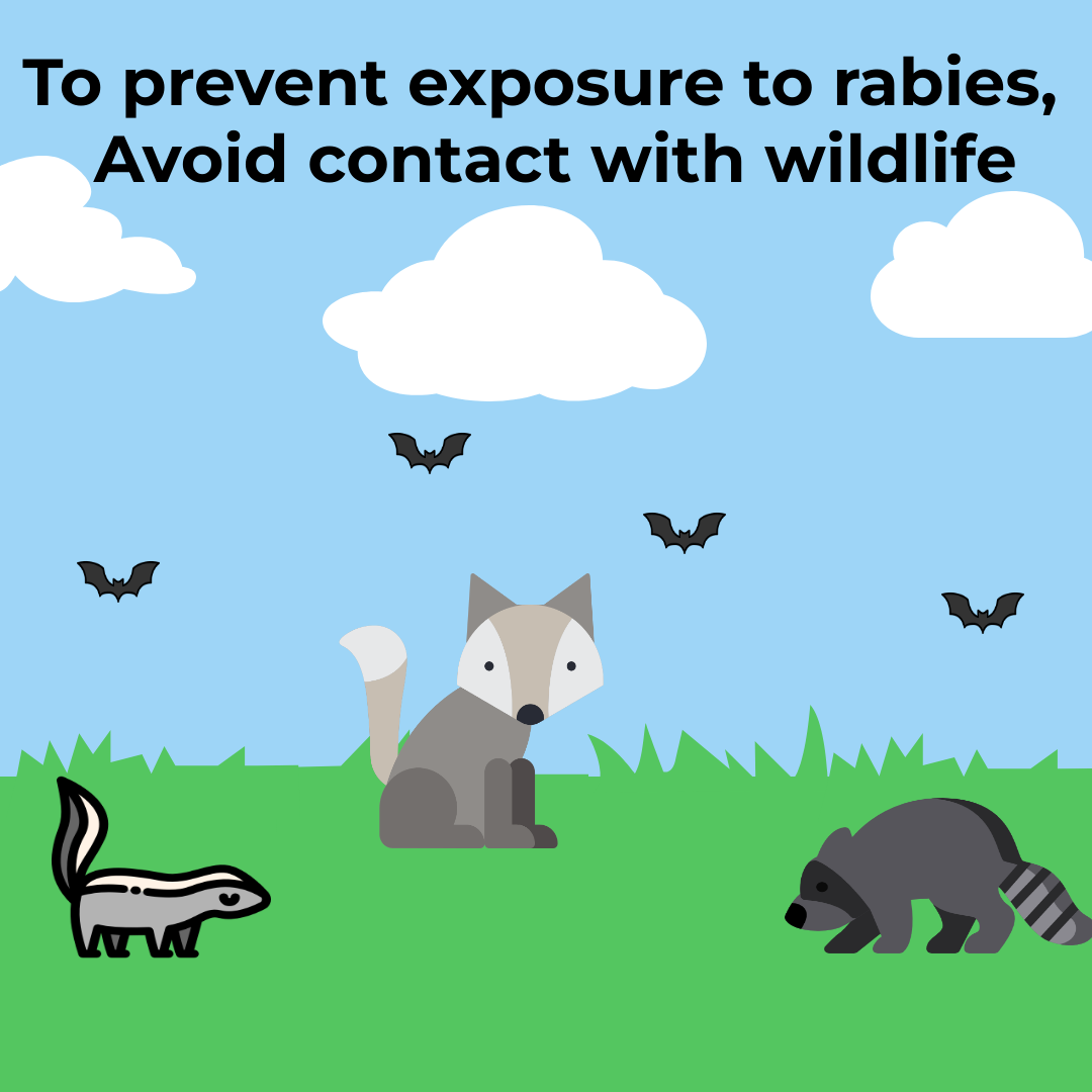 cartoon images of skunk, fox, raccoon, and bats with text To prevent exposure to rabies, avoid contact with wildife
