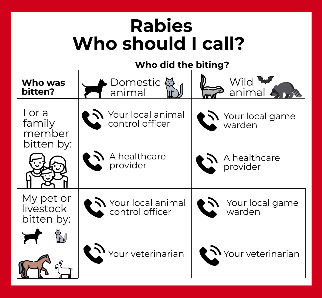 cartoon images of skunk, fox, raccoon, and bats with text To prevent exposure to rabies, avoid contact with wildife