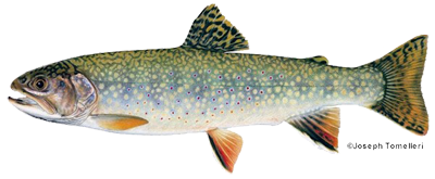 Maine Brook Trout