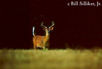 photo of a buck whitetail deer in a field