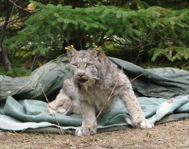 lynx