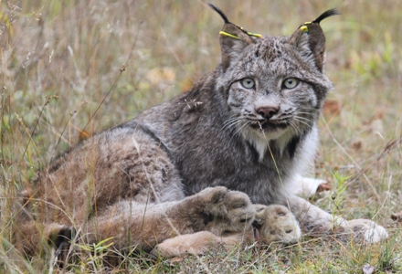 Lynx