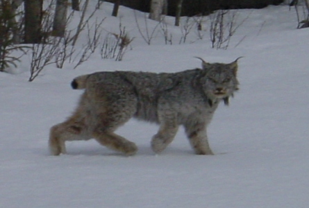 Nh Lynx