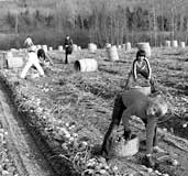 potato pickers
