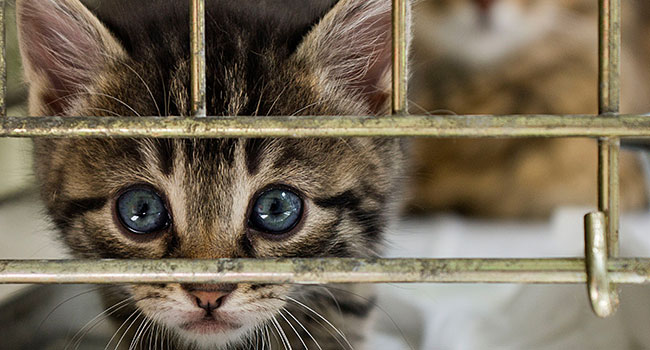 Vaccinations for Shelter Animals