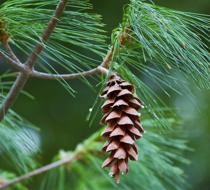 Image of a pine cone and tassle