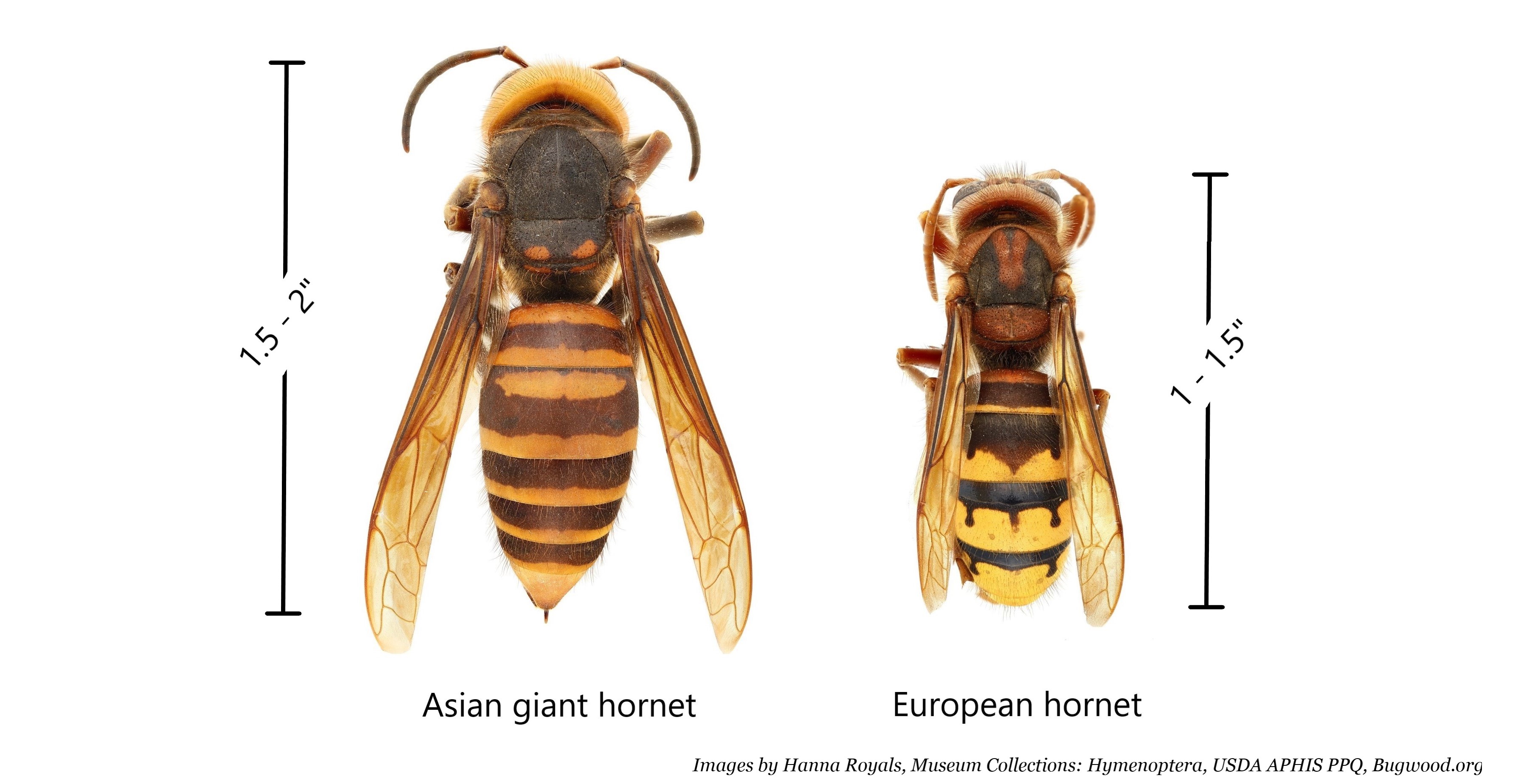 european hornet sting