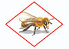 Image of honey bee from Protection of Pollinators notice.