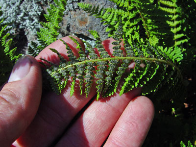 Maine Natural Areas Program Rare Plant Fact Sheet for Dryopteris fragrans