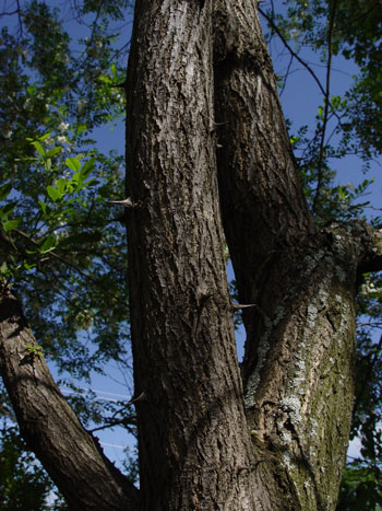 black locust tree identification